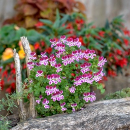 Eine rot-weiße Duftpelargonie hinter einem Holzstamm