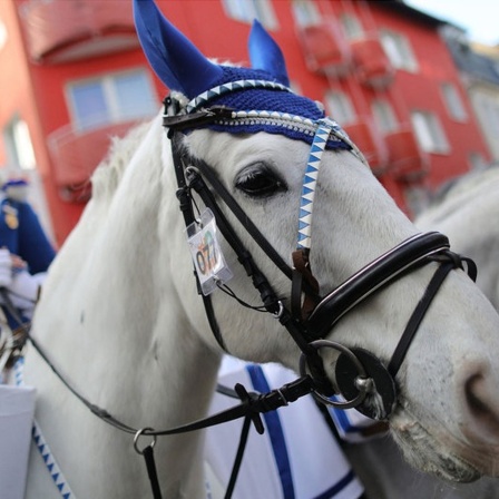 Karnevalistin und Pferd beim Kölner Rosenmontagsumzug