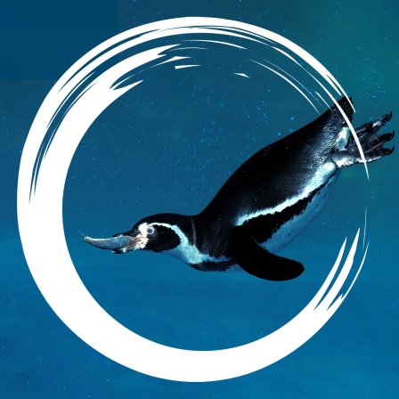 Ein Pinguin schwimmt mit einem Fisch im Maul durchs Wasser