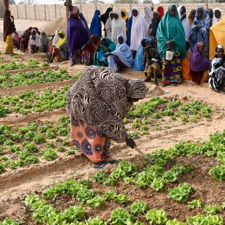 Frauen hacken und jäten Unkraut auf einem Feld: Ein Projekt in Maradi / Niger zur Armutsbekämpfung und Anpassung an den Klimawandel: Gemüsegarten mit Bewässerung durch Solar-Panel für Wasserpumpe,