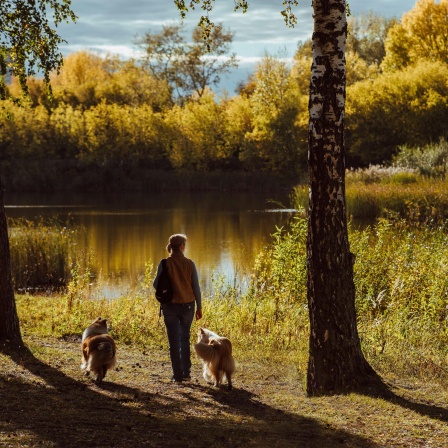 Eine Frau geht mit drei Collies am Seeufer in Nowosibirsk entlang.