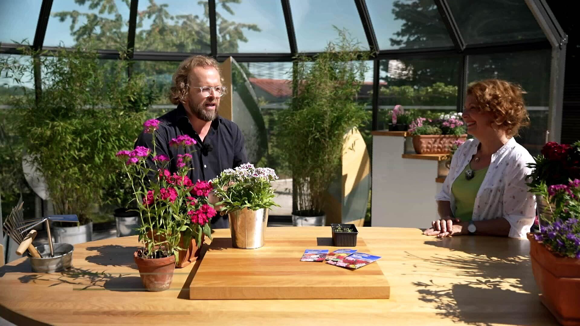 MDR Garten Bartnelken Blühfreudig und ausdauernd ARD Mediathek