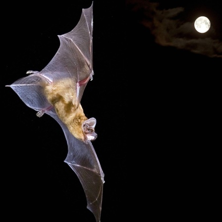 Fledermäuse beobachten bei der Batnight: Ein Großer Abendsegler jagt in der Nacht.