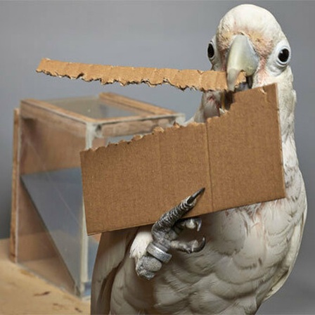 Ein Goffin-Kakadu, der ein Werkzeug aus Pappe herstellt.