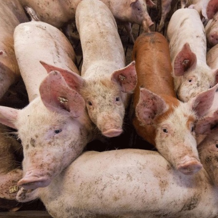 Schweinegrippe aus China - Droht die nächste Pandemie?