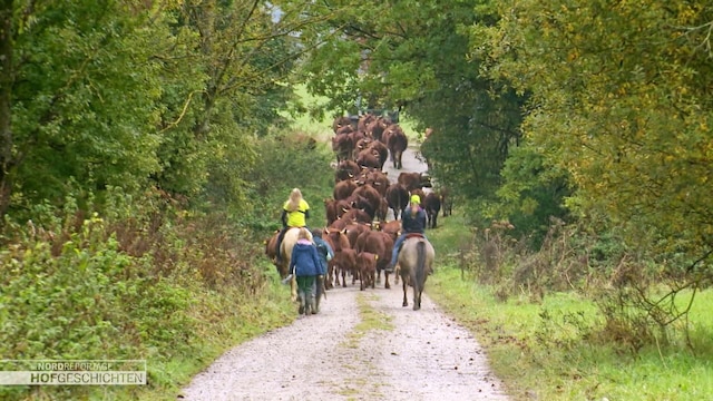 Zwei Reiterinnen treiben eine Kuhherde über einen Waldweg