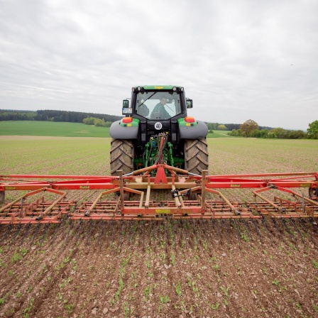 Ein Traktor mit einer Hackstriegel-Maschine fährt über ein Futtererbsenfeld und soll Unkräuter entfernen.