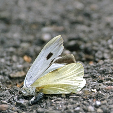 Toter Schmetterling auf asphaltiertem Boden