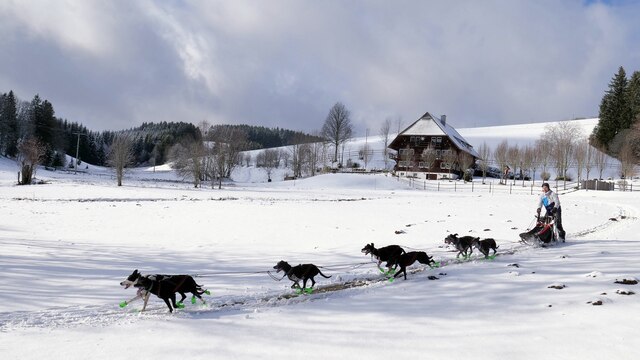 Winterlandschaft: Ein Mann wird von einigen Schlittenhunden gezogen
