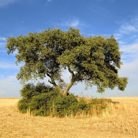 Auf einem abgeernteten Feld in Extramadura (Spanien) steht ein grüner Baum