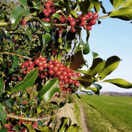 Ilex mit Beerenfrüchten am Kürtener Wanderweg