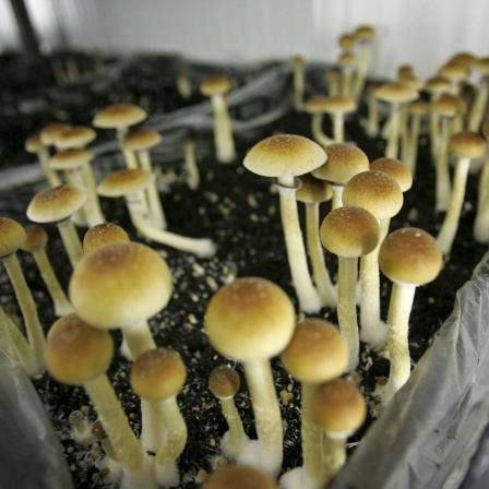 Wundermittel Psilocybin, Schule und KI