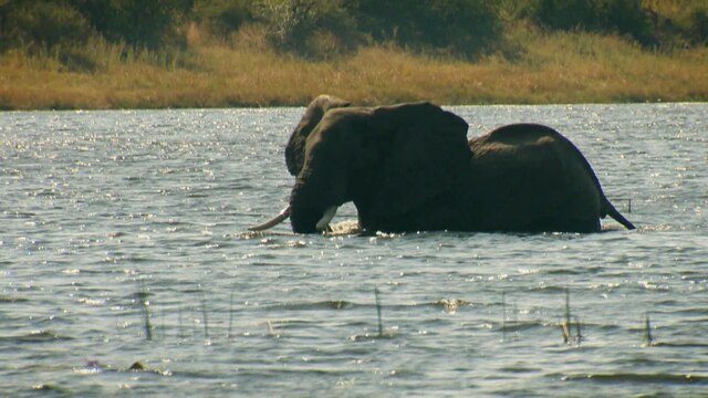 Ein Elefant im Wasser.