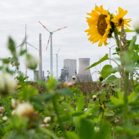 Sonnenblumen blühen im Landkreis Peine. Im Hintergrund sind Windkrafträder und das Kohlekraftwerk Mehrum zu sehen.