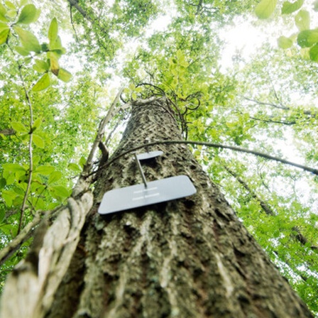 Eine Plakette zur Markierung einer Grabstätte hängt am 06.07.2017 an einem Baum im Bestattungswald "Friedwald Uetzer Herrschaft" bei Uetze. Bestattungswälder sind rechtlich festgelegte Waldflächen außerhalb traditioneller Friedhöfe, in denen eine Beisetzung von Totenasche möglich ist.