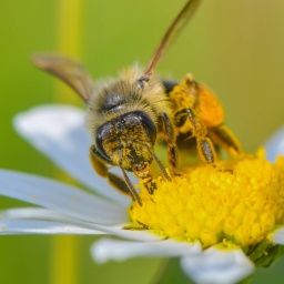 Eine Wildbiene auf einer Blüte