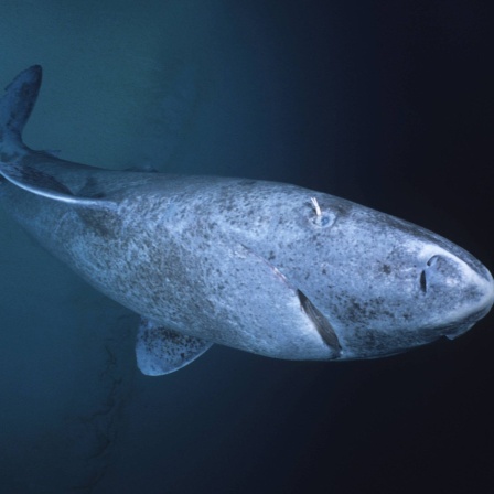 Archivbild: Grönlandhai (Somniosus microcephalus), aufgenommen 2006.