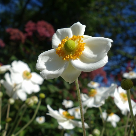 Die Herbstanemone ist nicht nur hübsch anzuschauen, wie diese weiße Sorte, sondern auch sehr nützlich für Bienen und andere Insekten.