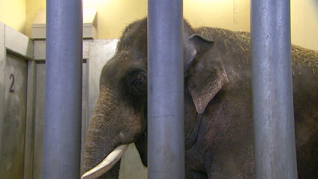 Ein Elefant hinter dicken Gitterstäben.