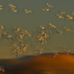 Ein Schwarm Schneegänse im Flug.