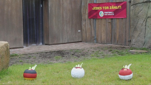 Sportschau Uefa Euro 2024 - Tapir Theo Orakelt Deutschland - Ungarn