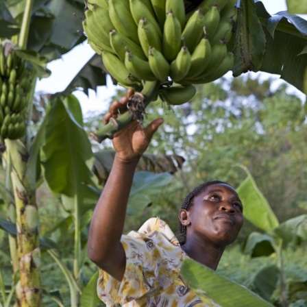 Beatrice Sebyala untersucht die Bananen-Ernte auf ihrem Bauernhof. 