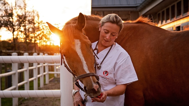 Stephanie Petersen ist nicht nur leidenschaftliche Tierärztin - sie pflegt auch eine ganz besondere Liebe zu Trakehnern, der ältesten Reitpferderasse Deutschlands.