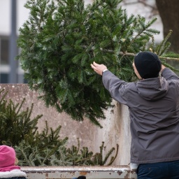 Ein Mann wirft einen alten Tannenbaum in einen Container. 