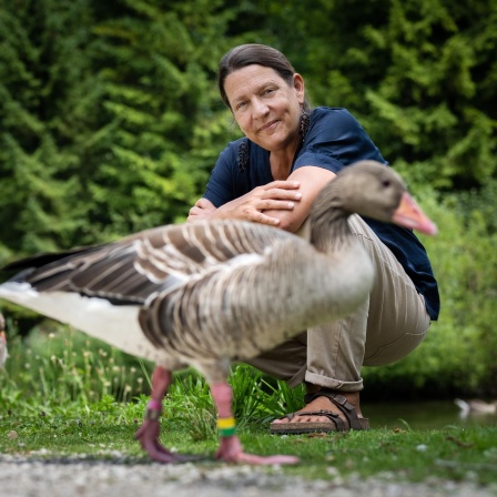 Sonia Kleindorfer, Verhaltensforscherin: auch bei Graugänsen gibt es Influencer und Follower