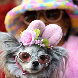 Auf der alljährlichen Osterparade in New York trägt eine Frau ihren mit Osterhasenohren, Blumen und Sonnenbrille dekorierten Chihuahua auf dem Arm. (Bild vom 31. März 2024)