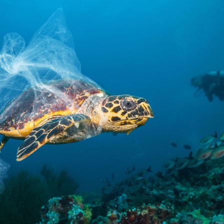 Schildkröte in Plastik verfangen.