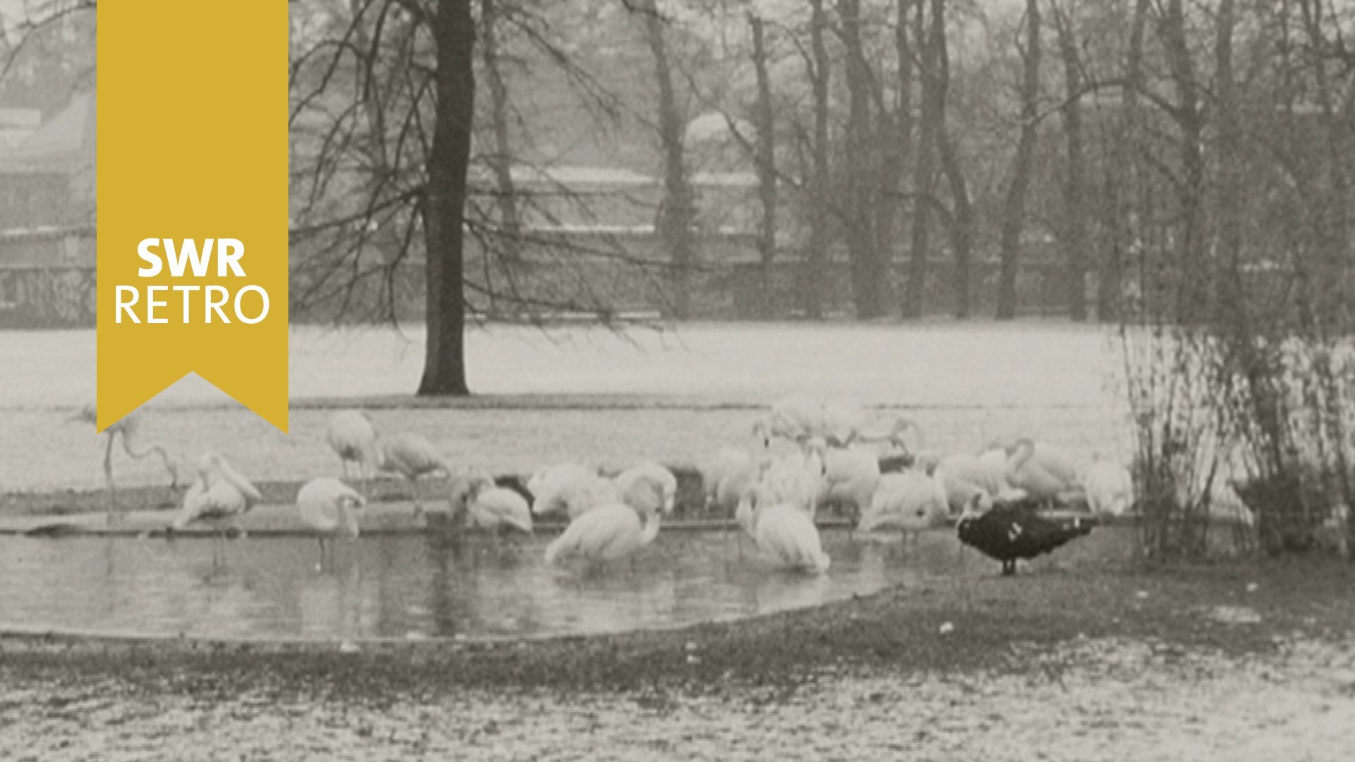 SWR Retro Abendschau ZoologischBotanischer Garten Wilhelma im