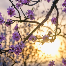Mandelblüten bei Sonnenaufgang. &#034;Ostern&#034; geht vermutlich auf ein indogermanisches Wort zurück, das so viel wie &#034;Morgenröte&#034; bedeutet