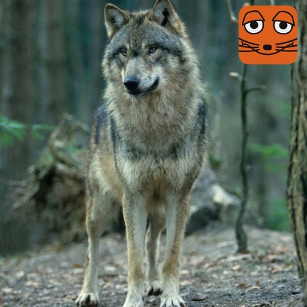 Wolf steht im Wald - mit Mauslogo