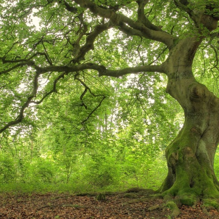 Tag des Baumes / Baum in einem Wald