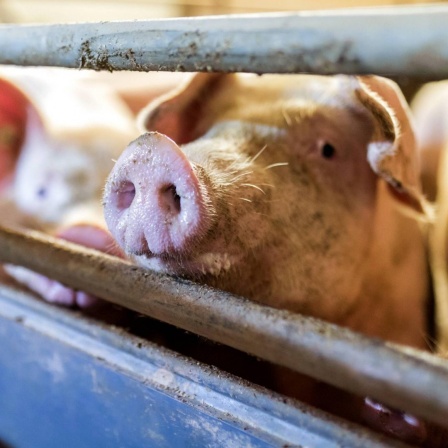 Im brandenburgischen Landkreis Dahme Spree werden Schweine im Stall eines Schweinemastbetriebs gehalten. Ein Schwein schaut durch die Gitterstäbe.