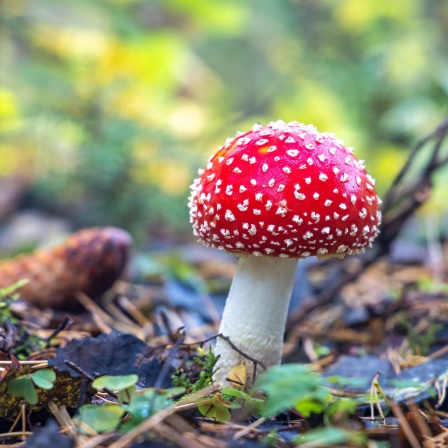 Ein Fliegenpilz mit weißen Punkten auf der roten Kappe wächst im Wald: Pilze haben weder Blätter noch Nadeln, denn sie haben einen ganz anderen Stoffwechsel als Pflanzen. Und ihr Zellaufbau ist anders als der von Tieren. Pilze bilden neben Tieren und Pflanzen ein eigenes Reich.