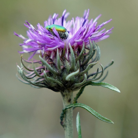 Wildblumenblues - Siedlungswahn und Artenschwund im ländlichen Raum