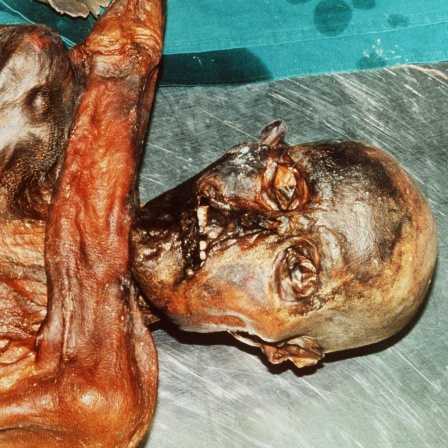 Die mumifizierte, rund 5000 Jahre alte Leiche &#034;Ötzi&#034;, die am 19. September 1991 im Gletschergebiet der südtiroler Alpen von deutschen Urlaubern gefunden wurde (Archivbild vom September 1991)