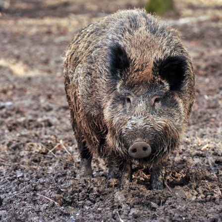 Ein Wildschwein