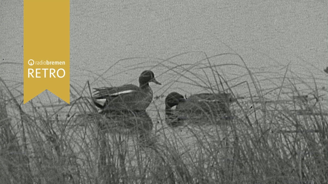 Stille Wasser - Tiere am Wildteich (1963)