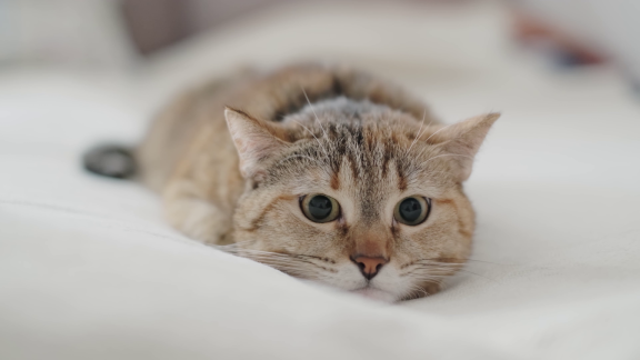 Wer Weiß Denn Sowas? - Freigängerkatzen Müssen Laut Einem Urteil....