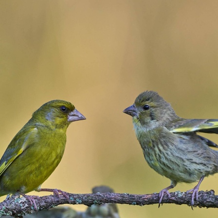 Die Tierdocs: Finken stören beim Abendessen