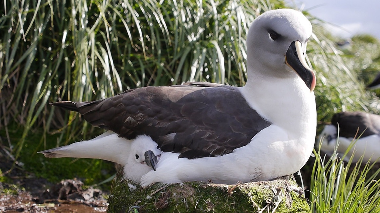 Insel der Albatrosse