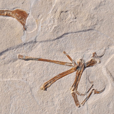 Urvögel - Warum der Thron des Archaeopteryx wackelt