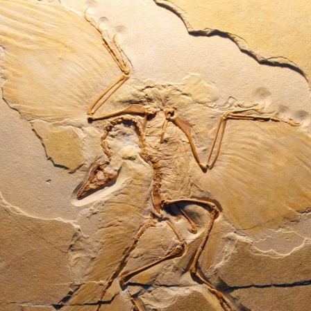 Urvogel Archaeopteryx - Beweisstück der Evolution?