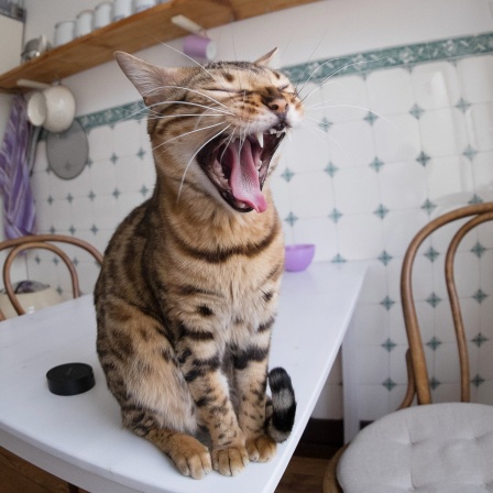 Eine Katze gähnt auf dem Küchentisch einer Wohnung.