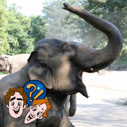 Wie oft niesen Elefanten?