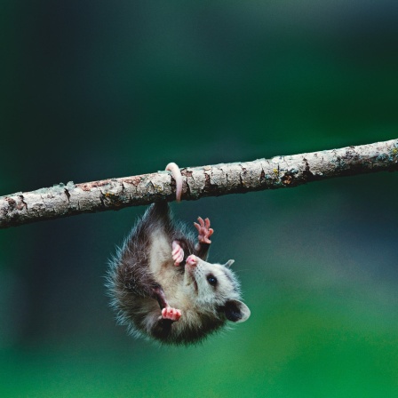 Ein Virginisches Nordopossum hängt kopfüber mit seinem Schwanz an einem Ast. 