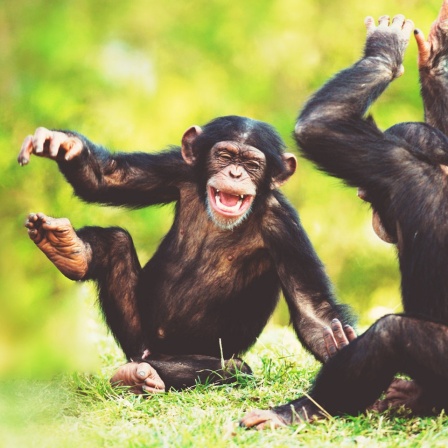 Zwei Schimpansen spielen vergnügt in grüner Umgebung.